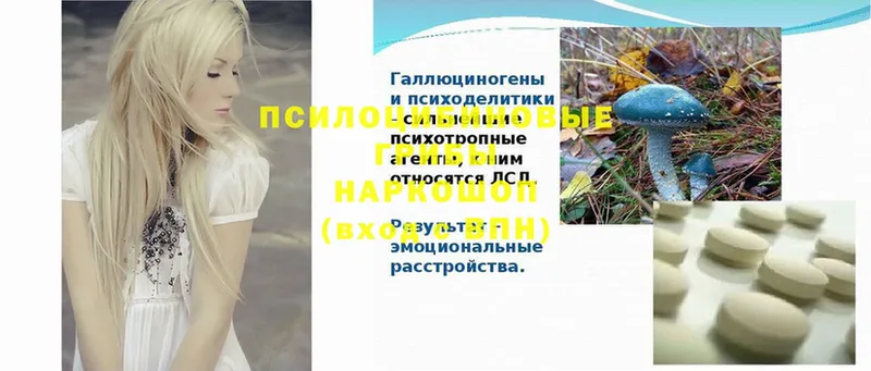 Псилоцибиновые грибы Psilocybe  купить закладку  Дубовка 